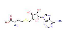 L-Homocysteine, S-(5'-deoxyadenosin-5'-yl)-